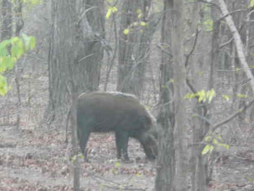 Potamochoerus larvatus