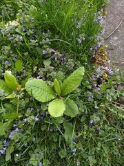 Primula vulgaris