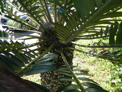 Encephalartos