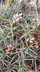 Dracophyllum recurvum