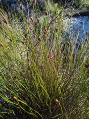Nevillea obtusissima