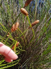 Nevillea obtusissima