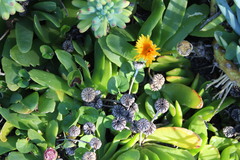 Glottiphyllum