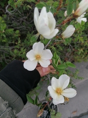 Rosa