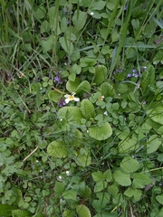 Primula vulgaris