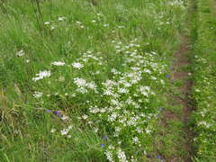 Daucus muricatus