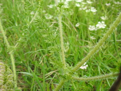 Daucus muricatus
