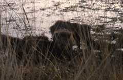 Sus scrofa cristatus