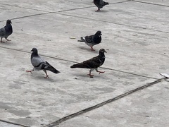 Columba livia