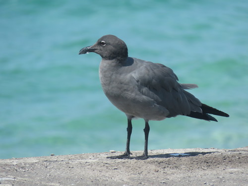 Lava Gull (Leucophaeus fuliginosus), photo 7