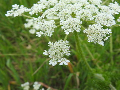 Daucus muricatus