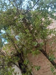 Magnoliopsida