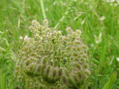Daucus muricatus