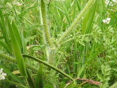 Daucus muricatus