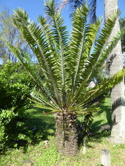 Encephalartos