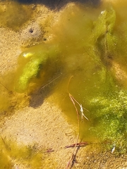 Cladophora glomerata