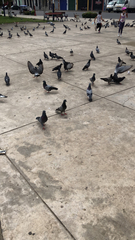 Columba livia