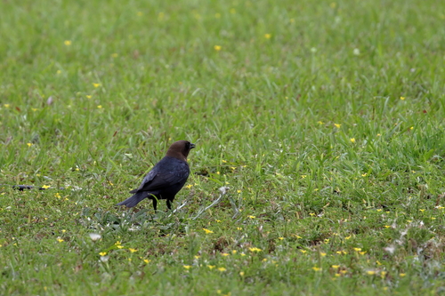 Brown-headed Cowbird photographed in Alabama