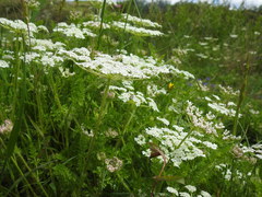 Daucus muricatus