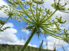 Daucus muricatus