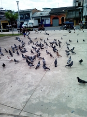 Columba livia