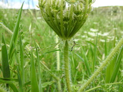 Daucus muricatus