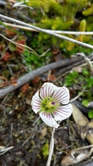 Gentianeae