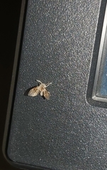Clogmia albipunctata