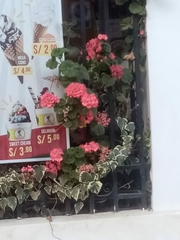 Pelargonium