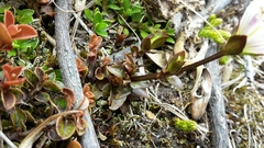 Gentianeae