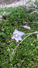 Wahlenbergia pygmaea