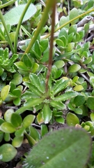 Wahlenbergia pygmaea