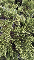 Veronica tetragona subsimilis