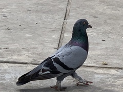 Columba livia