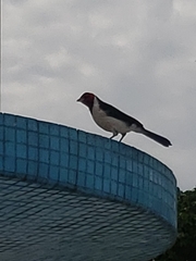 Paroaria gularis