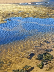 Cladophora glomerata