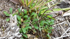 Brachyscome radicata