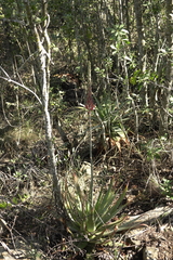Aloe pretoriensis