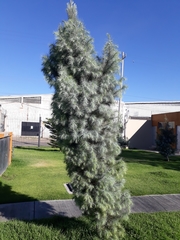 Pinus maximartinezii