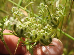 Daucus muricatus