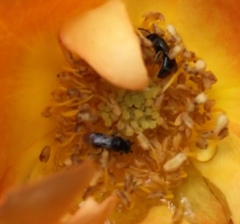 Apoidea