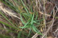 Cyperus sphaerospermus