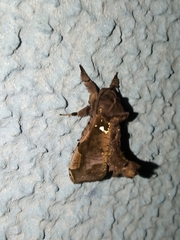 Lepidoptera