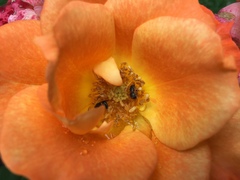 Apoidea