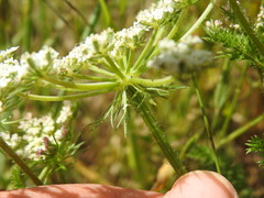 Daucus muricatus
