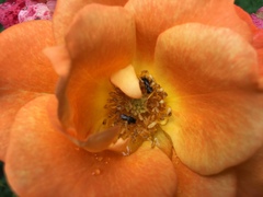 Apoidea