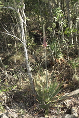 Aloe pretoriensis