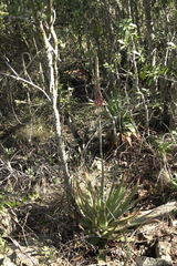 Aloe pretoriensis