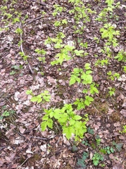 Rubus idaeus