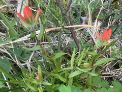Castilleja miniata dixonii